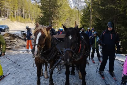 Horse tow back to Armentarola